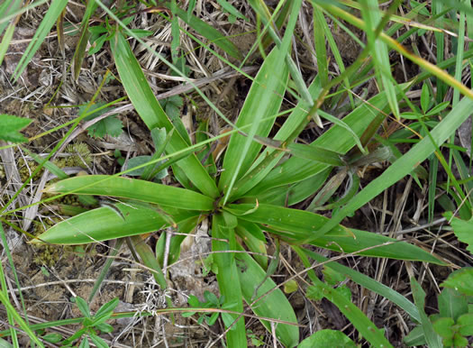 image of Aletris farinosa, Northern White Colicroot, White-star Grass, Stargrass, Mealy Colicroot