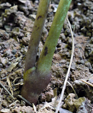 image of Actaea racemosa, Common Black Cohosh, Early Black Cohosh, Black Snakeroot