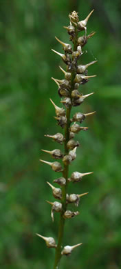 image of Aletris farinosa, Northern White Colicroot, Mealy Colicroot, Stargrass