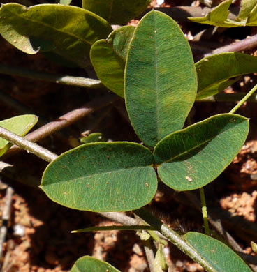 image of Lespedeza repens, Smooth Trailing Lespedeza, Creeping Lespedeza, Creeping Bush-clover