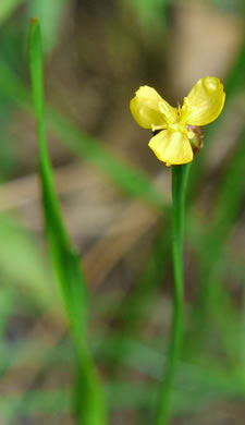 image of Xyris torta, Twisted Yellow-eyed-grass, Mountain Yellow-eyed-grass, Slender Yellow-eyed-grass