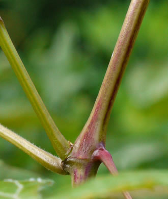 image of Vitis baileyana, Possum Grape