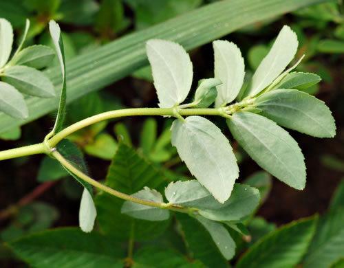 image of Euphorbia nutans, Eyebane, Upright Spotted Spurge, Nodding Spurge
