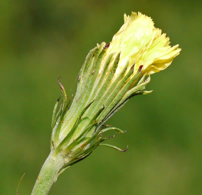Pyrrhopappus carolinianus, Carolina False-dandelion