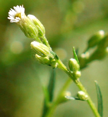 image of Erigeron canadensis, Common Horseweed