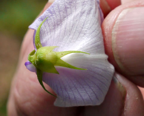 Centrosema virginianum var. virginianum, Climbing Butterfly-pea, Spurred Butterfly-pea