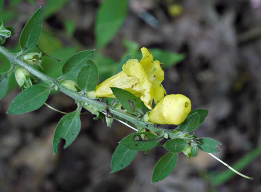 image of Aureolaria virginica, Downy False Foxglove, Downy Oak-leach, Virginia Oak-leach, Downy Yellow False Foxglove