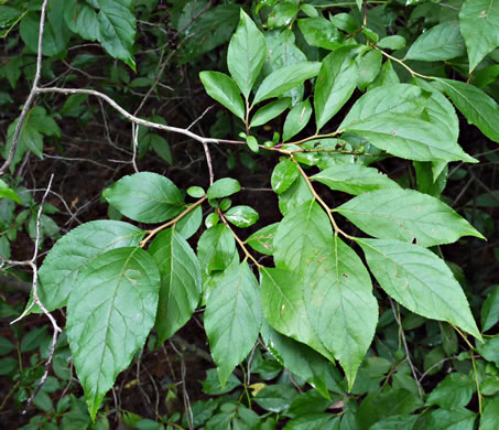 image of Eubotrys recurvus, Mountain Sweetbells, Mountain Fetterbush, Deciduous Fetterbush