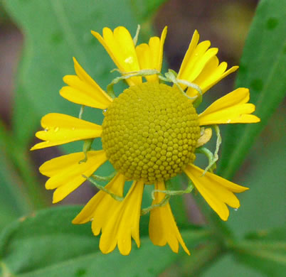 image of Helenium autumnale, Common Sneezeweed
