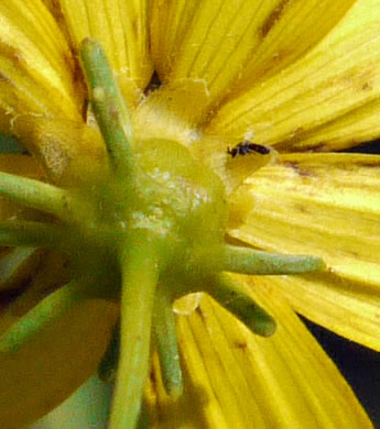 Coreopsis major var. rigida, Whorled Coreopsis, Stiffleaf Coreopsis, Greater Tickseed, Whorled Tickseed