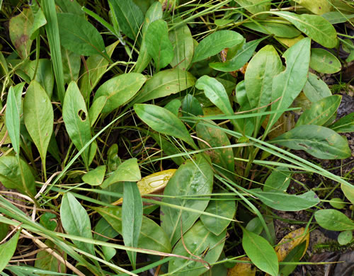 image of Coreopsis gladiata, Swamp Coreopsis, Swamp Tickseed, Coastal Plain Tickseed