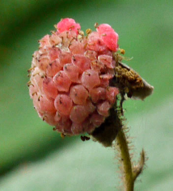 image of Rubacer odoratum, Purple Flowering-raspberry, Thimbleberry, Eastern Mapleleaf-raspberry