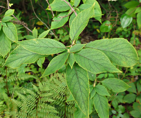 image of Clethra acuminata, Mountain Sweet-pepperbush, Cinnamonbark, Cinnamon Clethra, Mountain White-alder