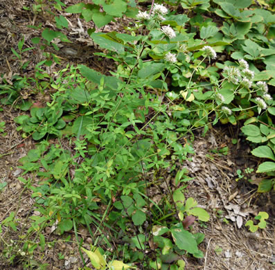 image of Pycnanthemum flexuosum, Savanna Mountain-mint