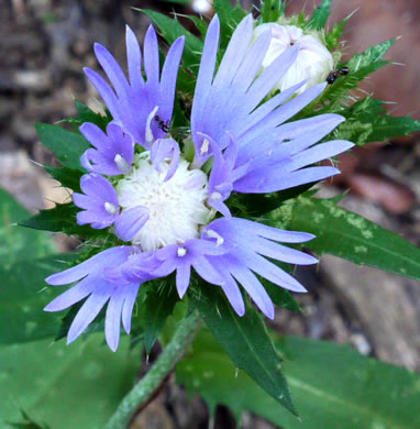 image of Stokesia laevis, Stokes Aster, Stokesia, Blue Stokesia