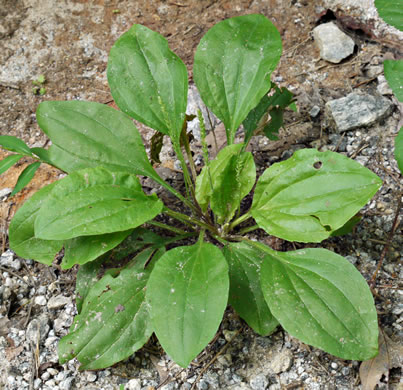 image of Plantago rugelii, American Plantain, Broad-leaved Plantain, Blackseed Plantain, Rugel’s Plantain