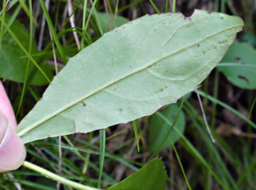 image of Hieracium paniculatum, Panicled Hawkweed, Leafy Hawkweed, Allegheny Hawkweed