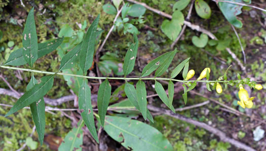 image of Aureolaria levigata, Appalachian Oak-leach, Smooth False Foxglove, Entireleaf Yellow False Foxglove
