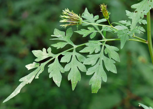 image of Bidens bipinnata, Spanish Needles