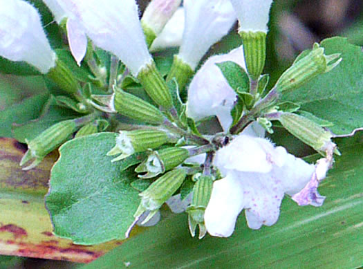 image of Clinopodium georgianum, Georgia Savory, Georgia Basil, Georgia Calamint, False Peppermint