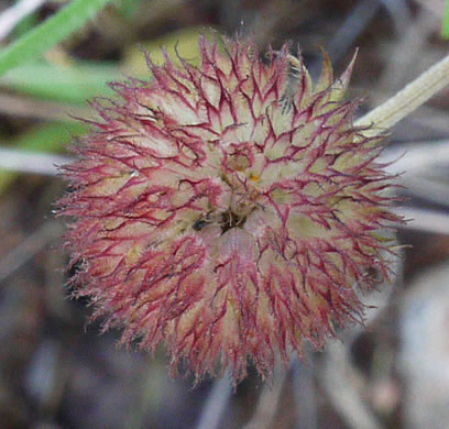 image of Gaillardia pulchella var. pulchella, Common Blanket-flower, Gaillardia, Firewheel, Indian Blanket Flower
