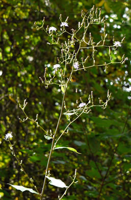 image of Lactuca floridana, Woodland Lettuce