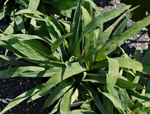 image of Carex platyphylla, Broadleaf Sedge