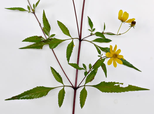 image of Bidens aristosa, Ditch Daisy, Bearded Beggarticks, Midwestern Tickseed-sunflower, Tickseed Sunflower