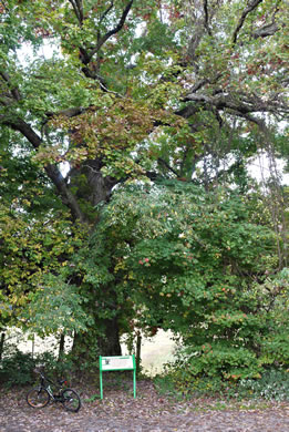 image of Quercus alba, White Oak