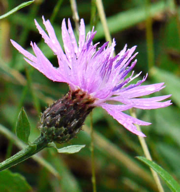 Centaurea nigrescens, Tyrol Knapweed, Short-fringed Knapweed