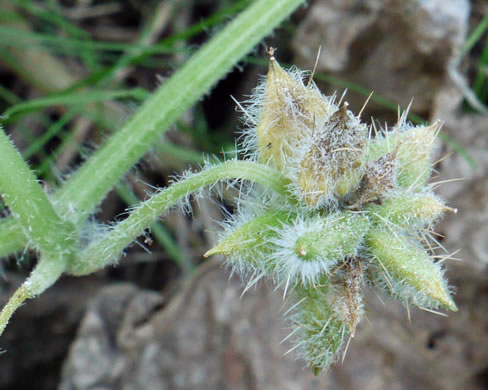 image of Sicyos angulatus, Bur Cucumber, Star Cucumber, Nimble-Kate