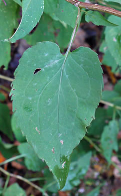 image of Symphyotrichum cordifolium, Heartleaf Aster, Common Blue Wood Aster