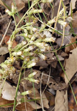 image of Solidago petiolaris var. petiolaris, Downy Ragged Goldenrod, Downy Goldenrod