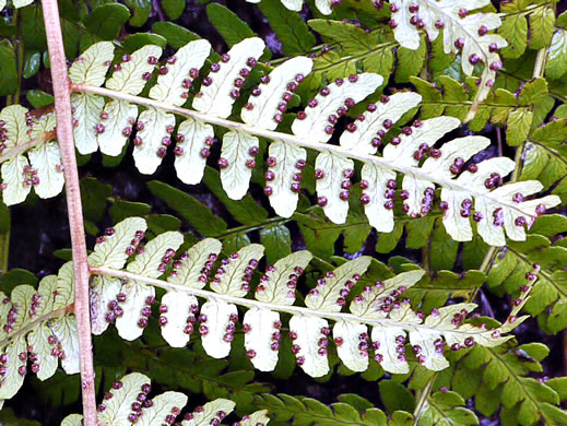 image of Dryopteris marginalis, Marginal Woodfern, Marginal Shield-fern