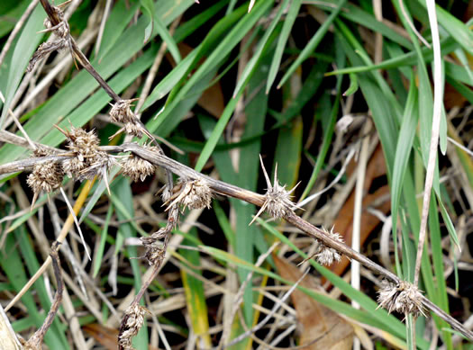 image of Amaranthus spinosus, Spiny Amaranth