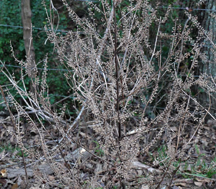 image of Perilla frutescens, Beefsteak-plant, Perilla