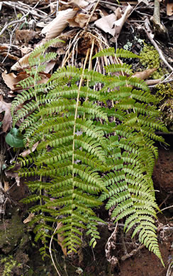 image of Dryopteris marginalis, Marginal Woodfern, Marginal Shield-fern
