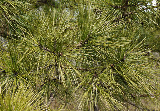 image of Pinus echinata, Shortleaf Pine, Yellow Pine, Rosemary Pine