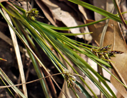 image of Carex nigromarginata, Black-edged Sedge