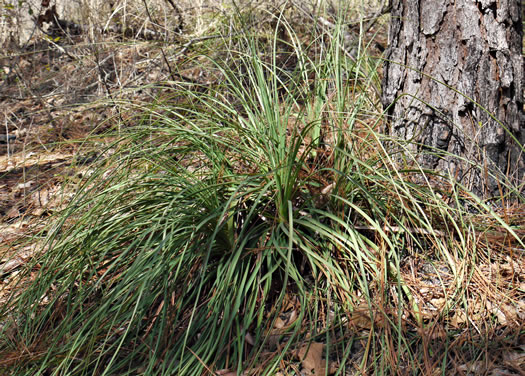 image of Nolina georgiana, Georgia Beargrass, Sandhills Lily