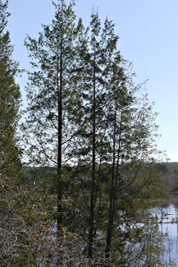 image of Chamaecyparis thyoides, Atlantic White Cedar, Juniper
