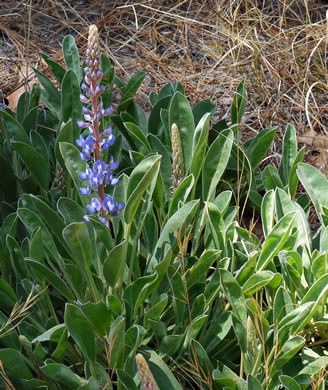 image of Lupinus diffusus, Blue Sandhill Lupine, Sky-blue Lupine