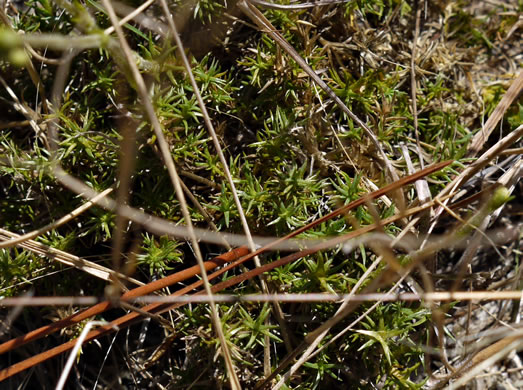 image of Mononeuria caroliniana, Carolina Sandwort, Longroot, Pine-barren Sandwort