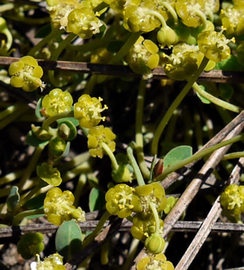 image of Euphorbia ipecacuanhae, Carolina Ipecac, Wild Ipecac, American Ipecac