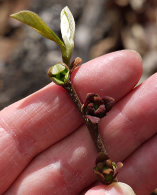 image of Asimina parviflora, Small-flowered Pawpaw, Small-fruited Pawpaw, Dwarf Pawpaw