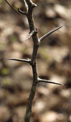image of Crataegus ignava, Valley Head Hawthorn