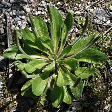 image of Plantago virginica, Virginia Plantain, Southern Plantain, Paleseed Plantain