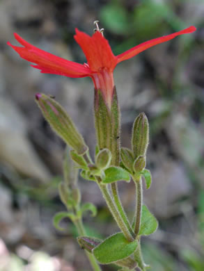 image of Silene virginica var. virginica, Fire Pink