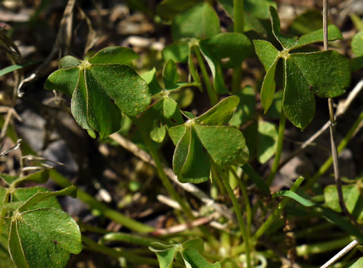 image of Oxalis articulata, windowbox wood-sorrel