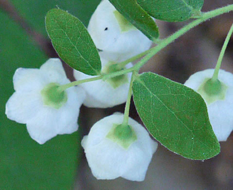 image of Vaccinium stamineum var. 2, Appalachian Deerberry